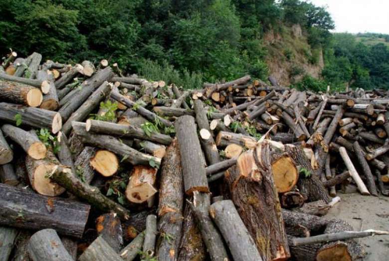 Անտառապահը ապօրինի հատել էր ծառեր. ոստիկանության բացահայտումը