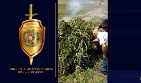 «Կանեփ-կակաչ-2020»-ի շրջանակներում ոչնչացվել է 4 տ. 63 կգ կանեփի վայրի աճած զանգված (տեսանյութ)