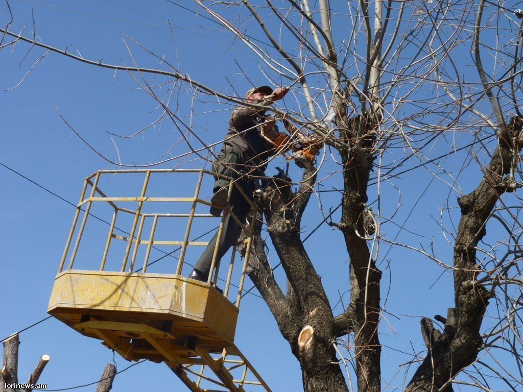 Հիմնականում սոսիներ են էտվել․ աշխատանքները տեւել են 16 օր. Արմեն Բեգոյան