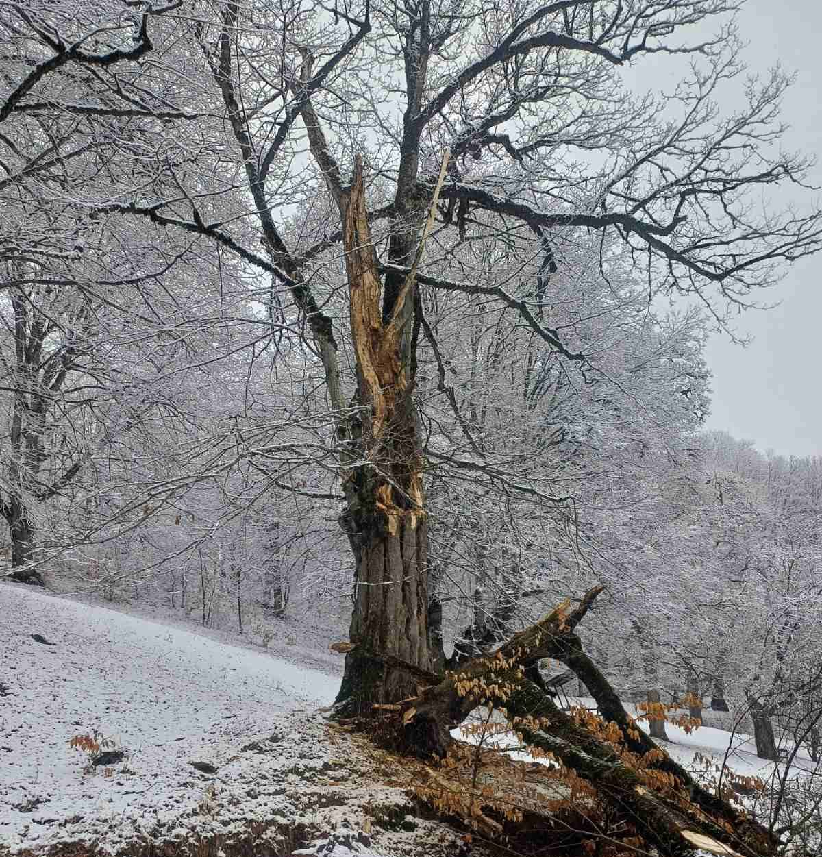 «Հաղարծին» վանական համալիր տանող ավտոճանապարհին ծառն ընկել և երկկողմանի փակել է ավտոճանապարհը. օգնել են փրկարարները