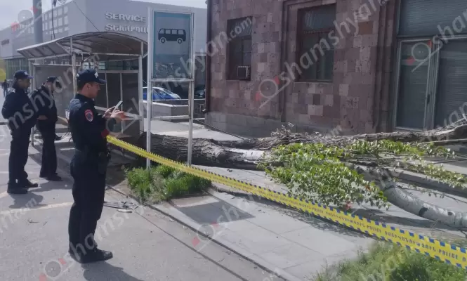 Արտակարգ դեպք Երևանում․ ուժեղ քամու հետևանքով հաստաբուն ծառն արմատից պոկվել և փակել է հետիոտնի համար նախատեսված մայթը