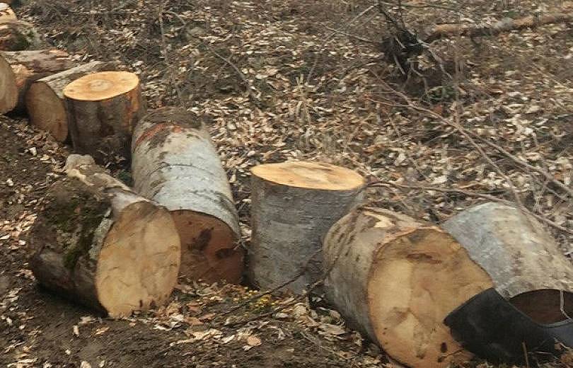 Ապօրինի ծառահատումներ՝ Շնողում