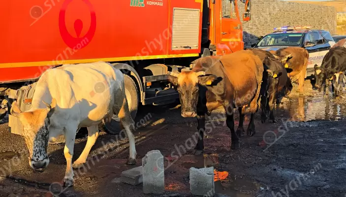 Արտակարգ դեպք Արարատի մարզում․ ըստ 66-ամյա տղամարդու՝ ռուսական համարանիշներով «Նիվա»-ի վարորդը կրակել է իր անասունների և իր ուղղությամբ
