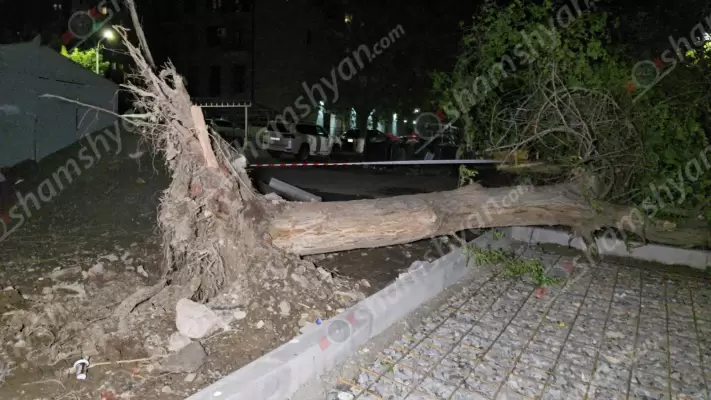 Երևանում քամու հետևանքով հաստաբուն ծառը արմատից կոտրվել ու տապալվել է