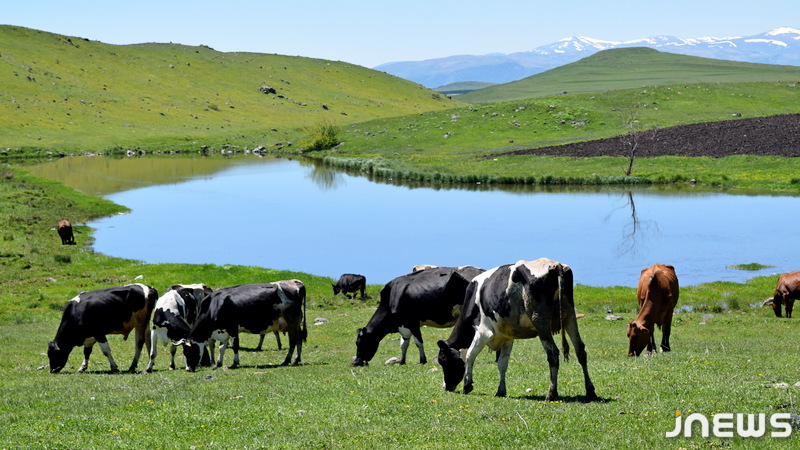 Ջավախքում արոտավայրեր են աճուրդի հանվել