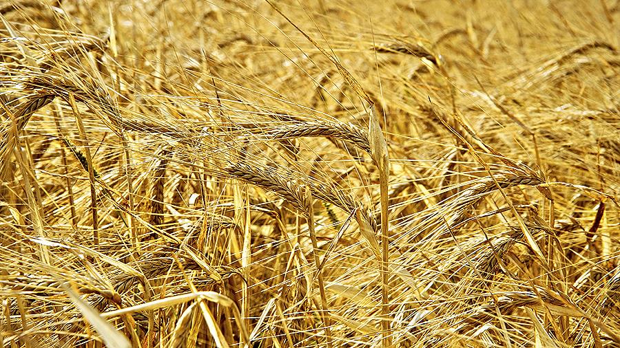 Աշնանացան ցորենի արտադրության խթանման պետական աջակցության ծրագրում ժամկետների փոփոխություն է կատարվել