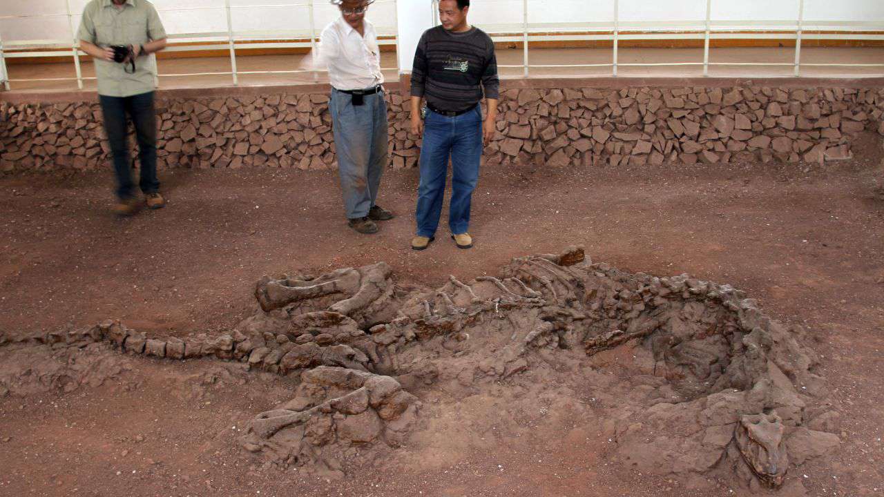 Չինաստանում 170 մլն տարեկան դինոզավրերի մնացորդներ են հայտնաբերել