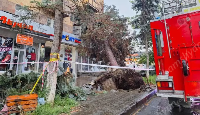Արտակարգ իրավիճակ Վանաձորում․ քամին տապալել է մեծ թվով հսկայական եղևնիներ