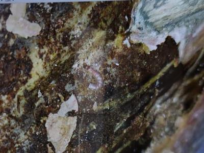 «Սևան» ազգային պարկի տարածքում սոճենիների մոտ անհայտ ծագման հիվանդություն է հայտնաբերվել