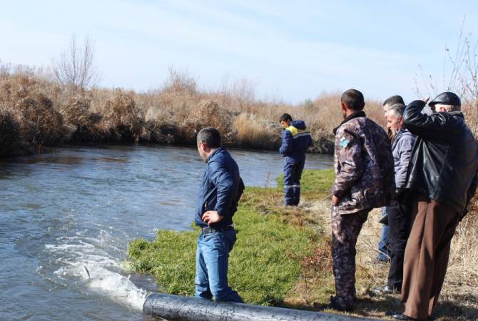 Սեւանա լիճ բաց թողնվեց Սեւանի իշխանի մանրաձկան հերթական խմբաքանակը