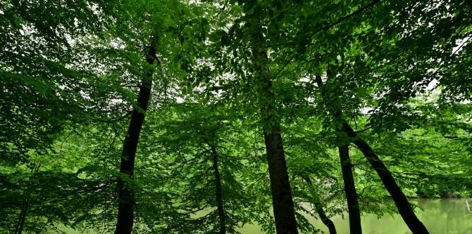 Շվեյցարիան 10 միլիոն շվեյցարական ֆրանկ է ներդնում Հայաստանի հետ անտառների վերականգնման 10-ամյա նախագծի համար