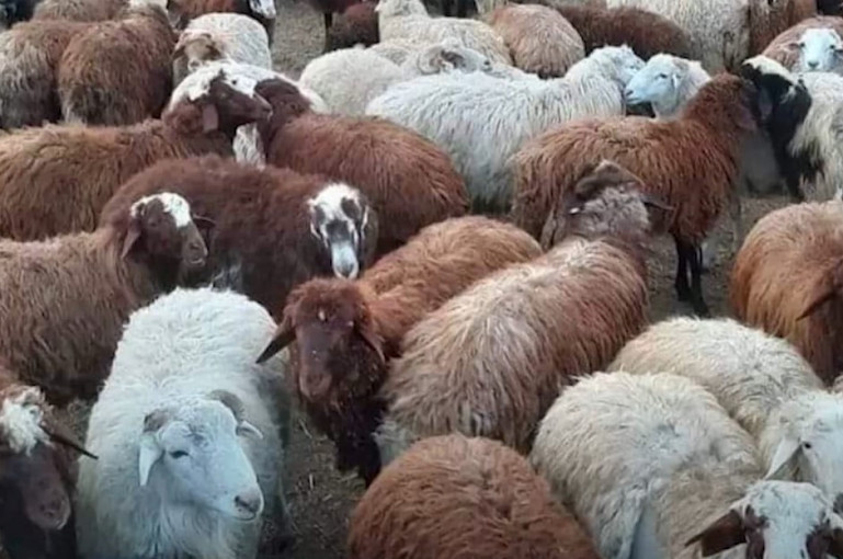 Արայի գյուղի դաշտից գողացել են 158 ոչխար (տեսանյութ)