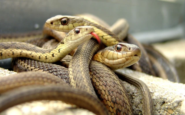 3 օրում օձերի հայտնաբերման 25 ահազանգ է ստացվել Հայաստանի 10 բնակավայրերում