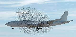 Իրկուտսկի օդանավակայանում ինքնաթիռը բախվել է թռչունների երամին եւ ստիպված վերադարձել