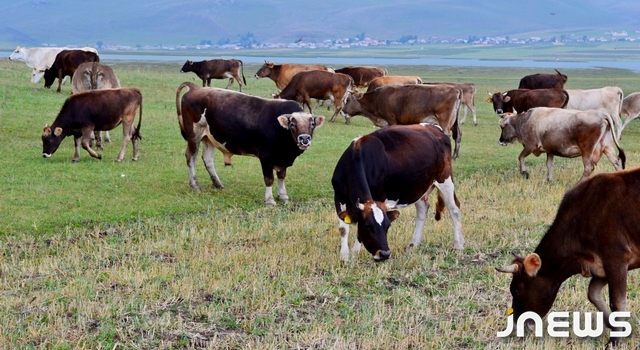 Սամցխե-Ջավախքում կգործի արոտավայրերի վարձակալության ծրագիր