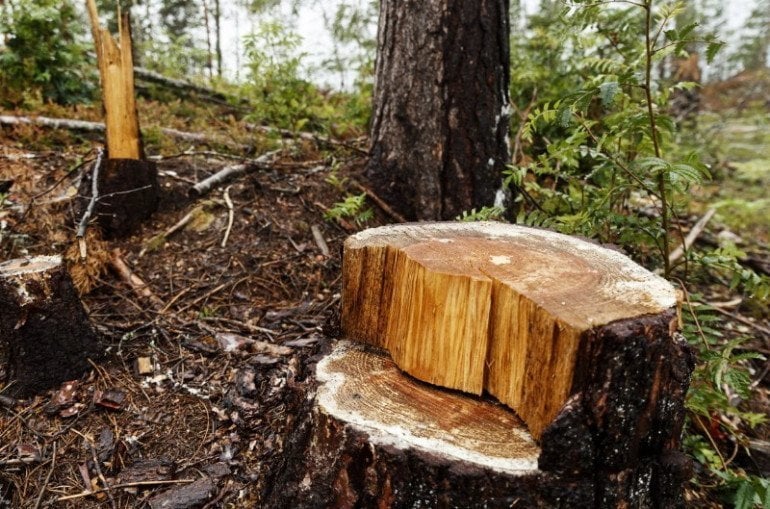 31-ամյա քաղաքացին Նորատուսի անտառից ապօրինի հատել է հինգ սոճի