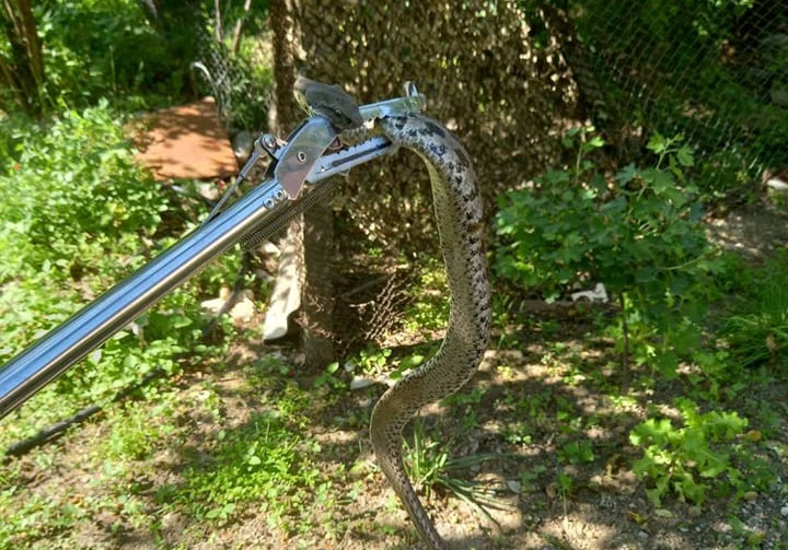 Մարտակերտ քաղաքի Ազատամարտիկների փողոցում օձ է հայտնվել