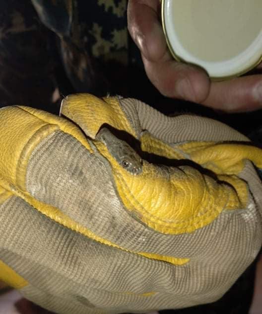 Ստեփանակերտի բնակելի շենքերից մեկում օձ է հայտնաբերվել (լուսանկարներ)
