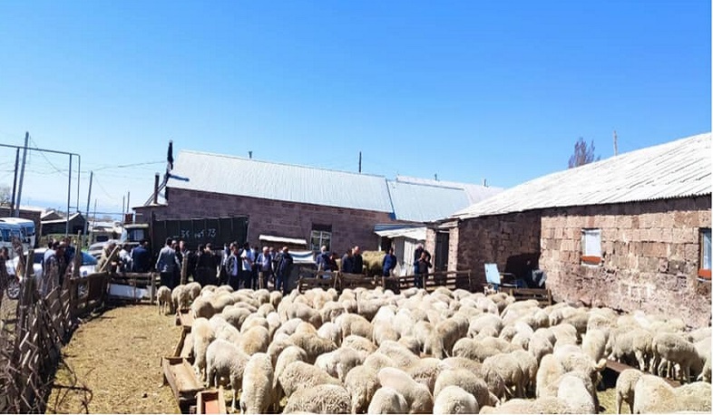 Շուրջ 200 տոհմային Բլանշ ցեղատեսակի ոչխարներ տրամադրվեցին 18 շահառուի