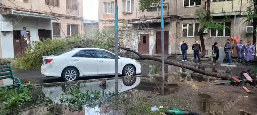 Արտակարգ դեպք Երևանում․ հաստաբուն ծառը արմատից պոկվել և ընկել է կայանված «Toyota Camry»-ի վրա