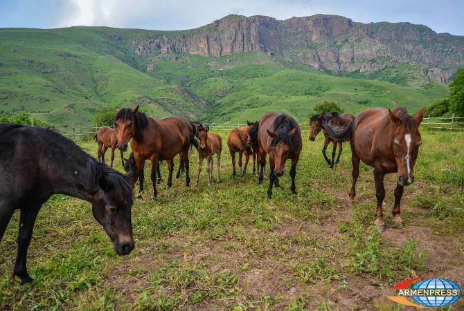 «Հայաստանի Հանրապետություն». Պահպանենք  ղարաբաղյան  ոսկեթույր նժույգի համբավը