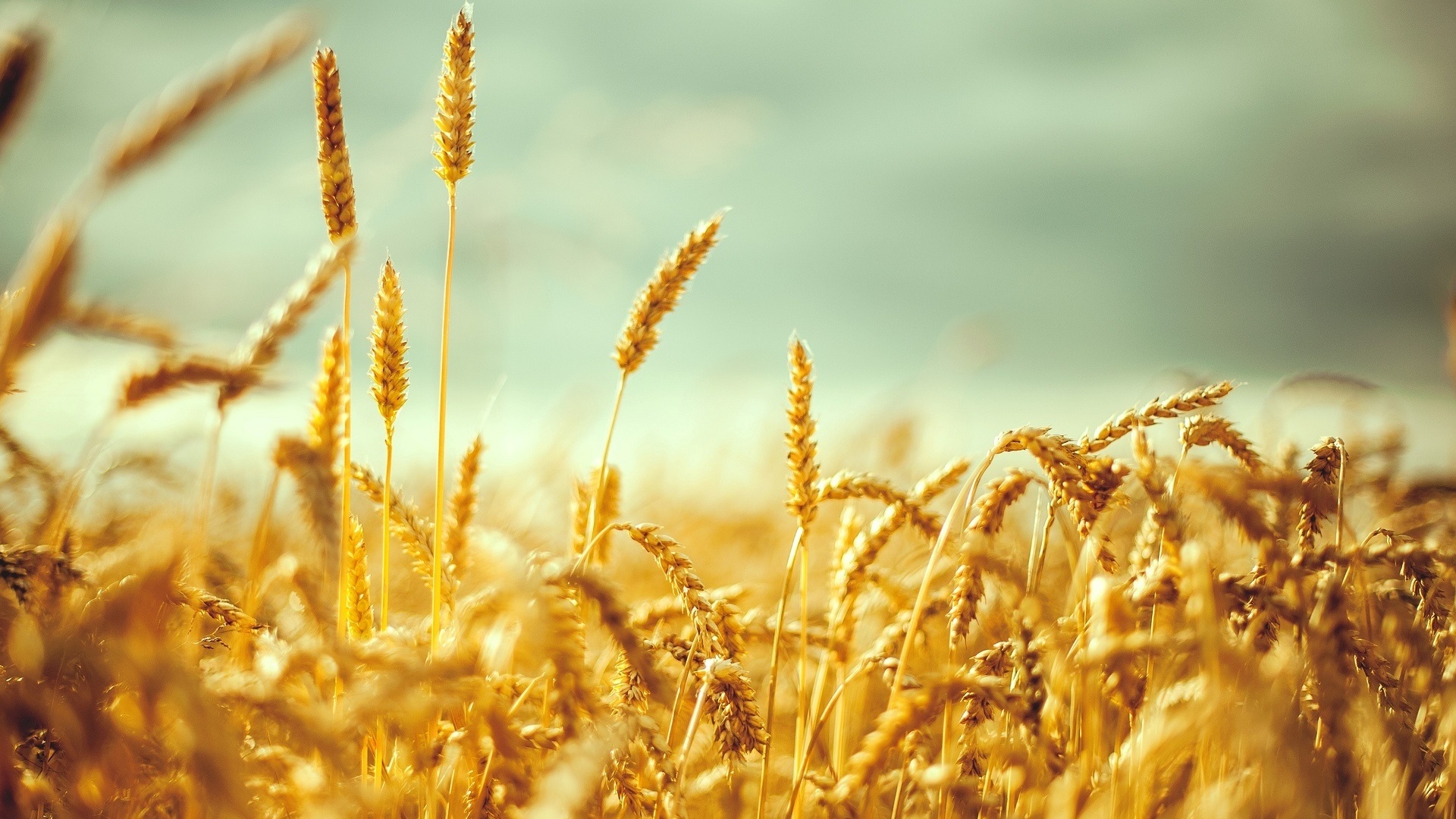Աշնանացան ցորենի արտադրության խթանման ծրագիրը կիրականացվի ՀՀ բոլոր մարզերում