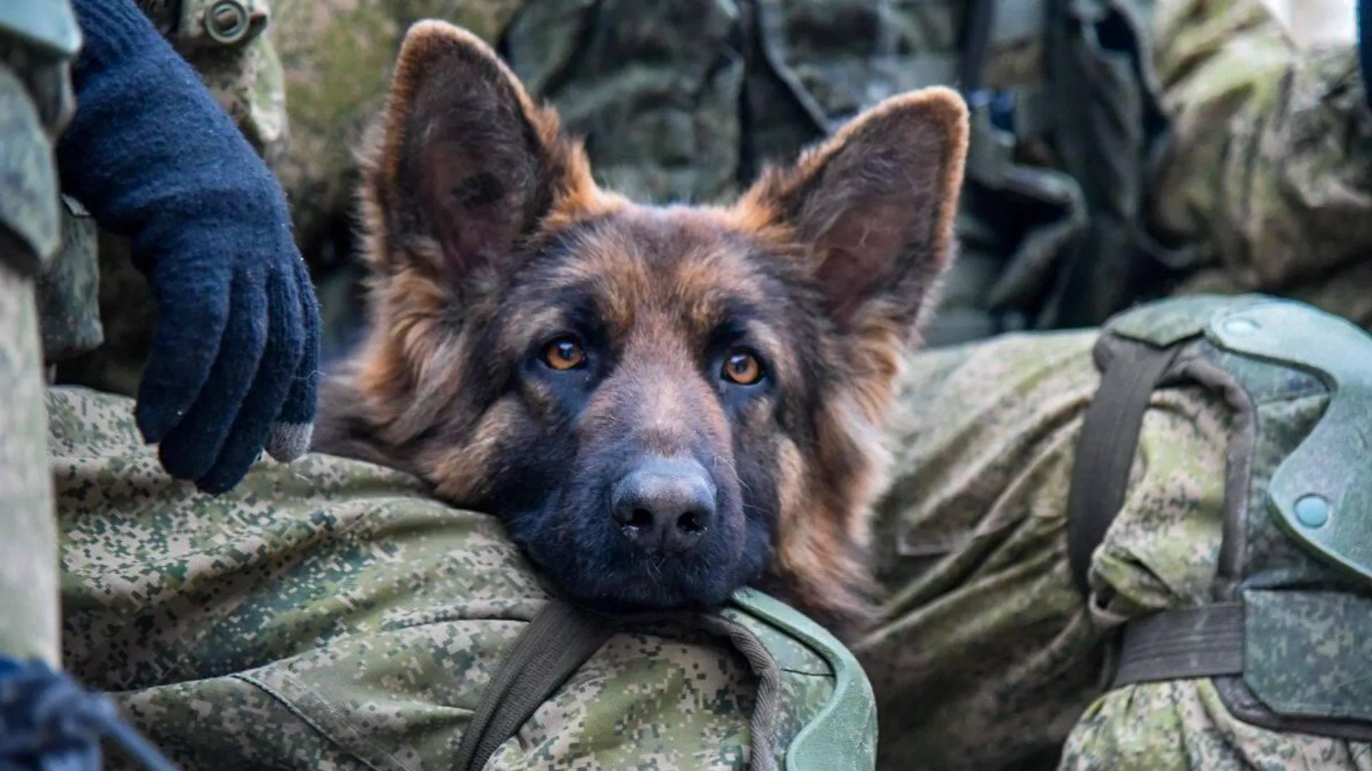 Հայաստանում ՌԴ ՊՆ ՀՌՕ–ի կինոլոգներն իրենց շների հետ մասնակցել են ընդհանուր մարզումների