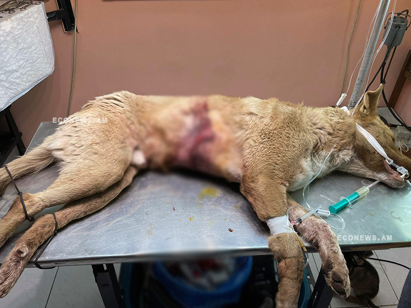 «Ամբողջ բակն ու շունն արյան մեջ էր»․ Զովունիում կրակել են շան վրա (լուսանկարներ)