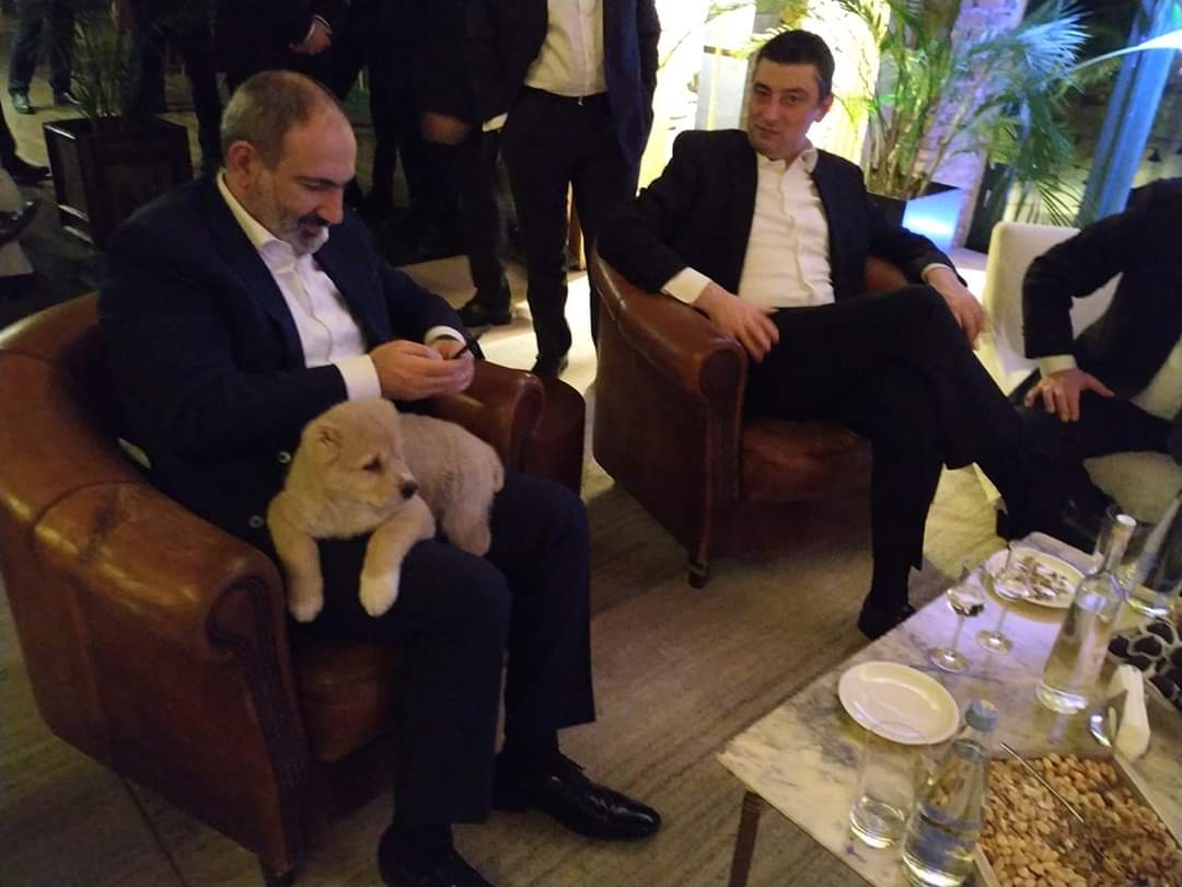 Բոնբորի և Մոլլիի առաջին հանդիպումը․ Նիկոլ Փաշինյանը լուսանկար է հրապարակել