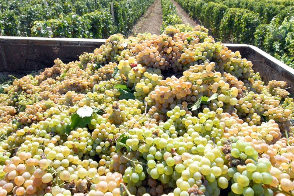 Խաղողի մթերման հետ կապված դժգոհությունը շարունակվում է. «Ժամանակ»