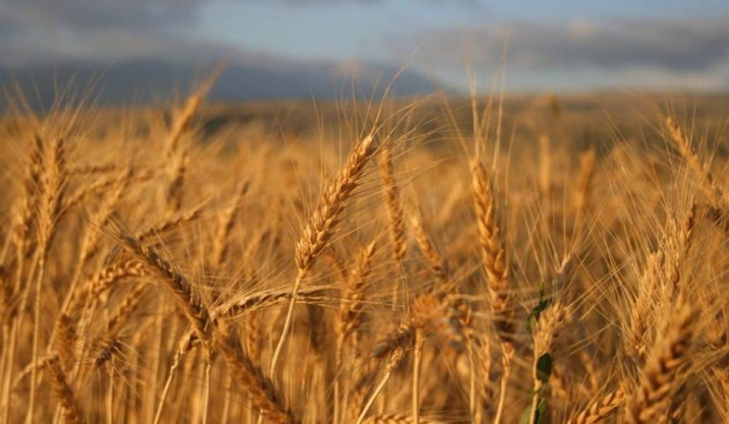 2022-ի աշնանացան ցորենի պետական աջակցության ծրագրի մեկնարկը տրված է․ Տեղի համայնքապետարան