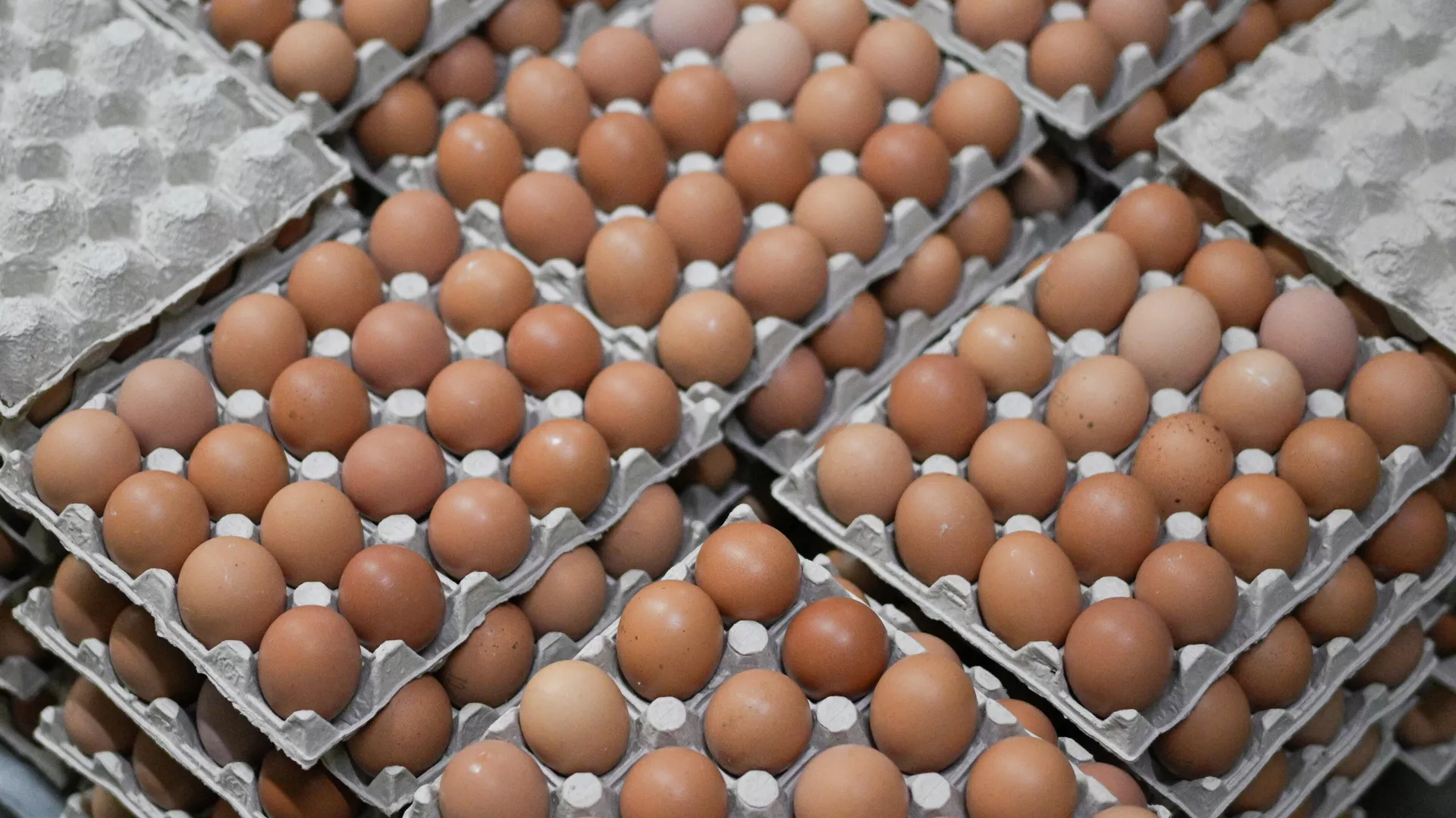 Совет ЕЭК принял решение обнулить пошлины на импорт в РФ куриных яиц с 1 января