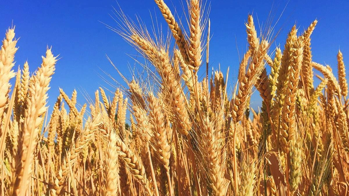 Ռուսաստանը պահպանել է առաջատարությունը ցորենի մատակարարումների ոլորտում 2025/26 սեզոնում