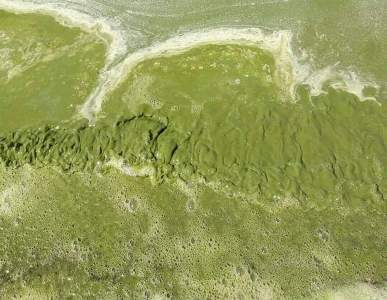 Սեւանա լճի կանաչման հիմնական պատճառներից մեկն այն է, որ կոյուղին լցվում է Սեւանա լիճ եւ չի մաքրվում. Փաշինյան