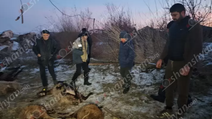 Քարակերտում գյուղացուն պատկանող մոտ 60 գլուխ ոչխարները, որոնց մի մասը հղի էին,  գայլերը հոշոտել են