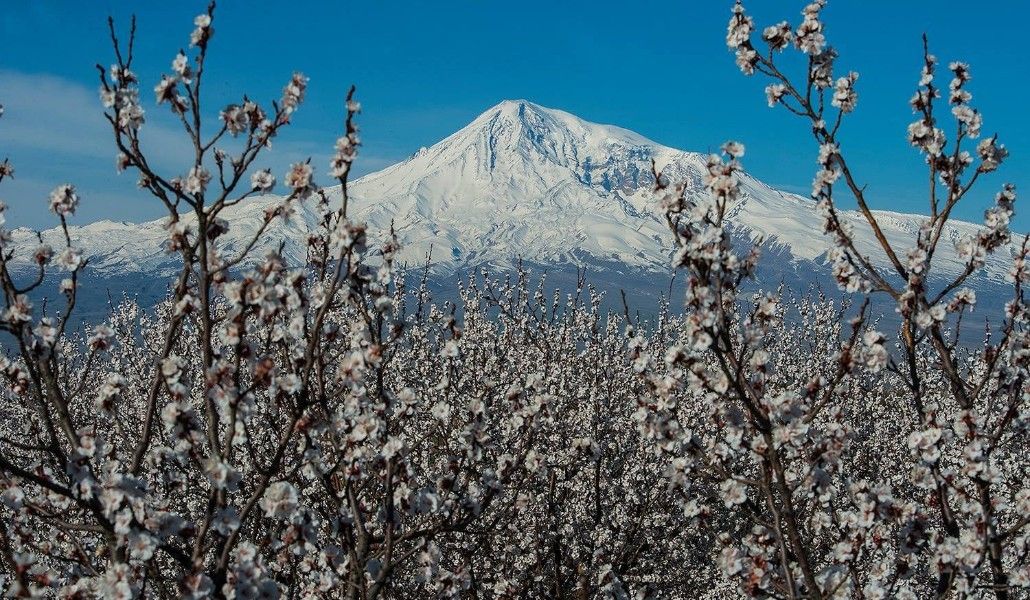 Արարատյան դաշտում կանխատեսվում է Ծիրանենու համատարած ծաղկում