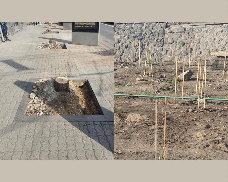 Նոր ծառերը պետք է փորձարկել դատարկ տարածքներում, որից հետո նոր արմատախիլ անել հները, եթե կա դրա անհրաժեշտությունը. Առաքելյան