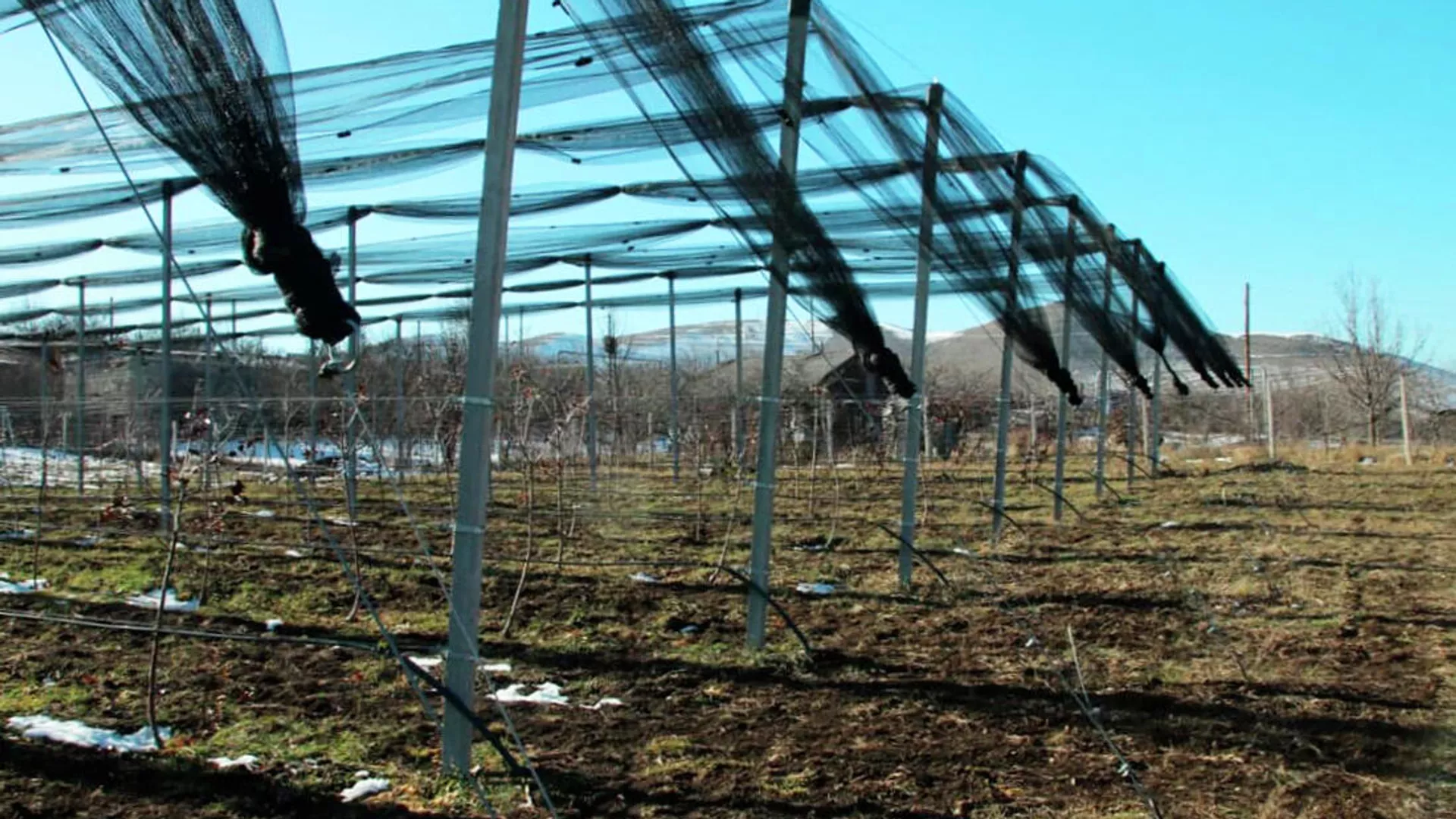 2023թ-ից Հայաստանում կկրճատվի ինտենսիվ այգիներին տրվող սուբսիդավորման չափը