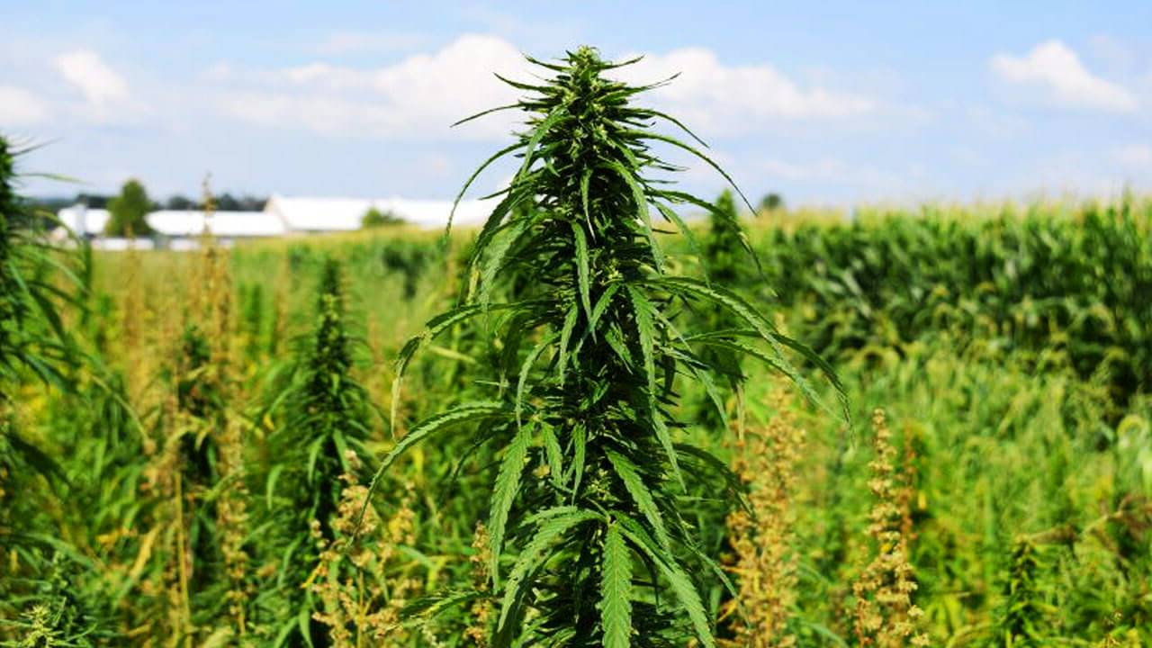 Հստակեցվում է արտադրական կանեփի արտադրության ու մեծածախ առևտրով զբաղվողների գործունեության ժամկետը, քվոտաները