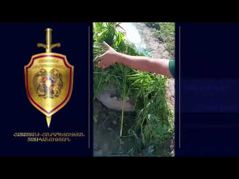 Ոչնչացվել է 11 տոննա 562 կգ կանեփի եւ 7 կգ կակաչի վայրի աճած զանգված. «Կանեփ-կակաչ-2020» միջոցառման արդյունքները (տեսանյութ)