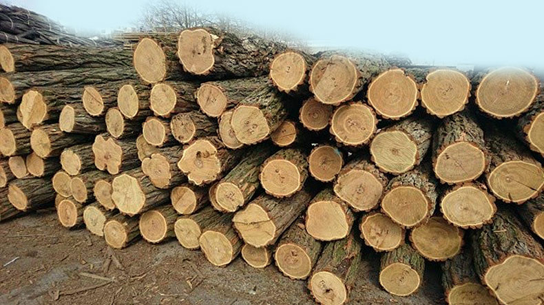 Ապօրինի ծառահատում՝ Լոռիում