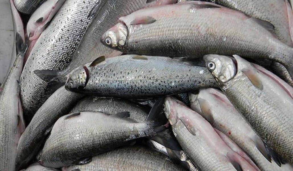 Սևանա լճում արդյունագործական ձկնորսության որսաշրջանի ավարտից հետո լճից դուրս է բերվել 64 ապօրինի ցանց