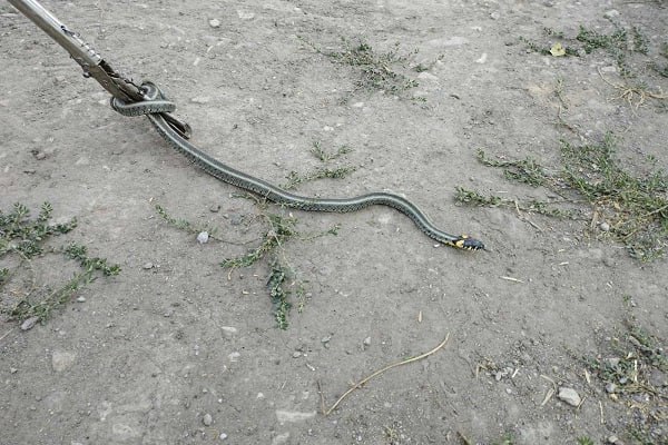 19 ահազանգ. Փրկարարներն անվտանգ տարածք են տեղափոխել օձերին