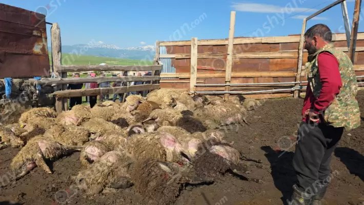 Ծաղկունքում գայլերի հարձակման հետևանքով 300-ից ավելի ոչխարներ ու գառներ են սատկել. գյուղը շոկի մեջ է