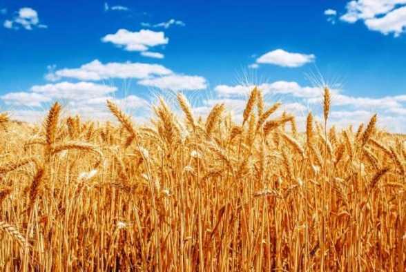 Թուրքիան Ռուսաստանից ցորենի ներմուծման նոր ռեկորդ է գրանցել