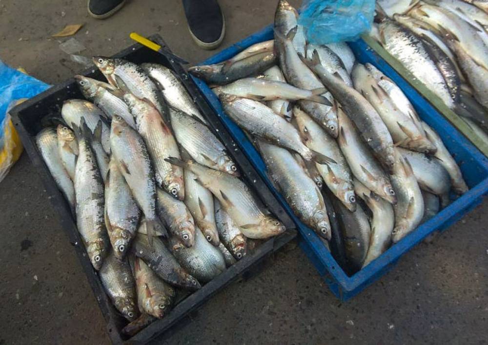 Որքան տուգանք է սահմանված որսի և ձկնորսության կանոնները խախտելու համար