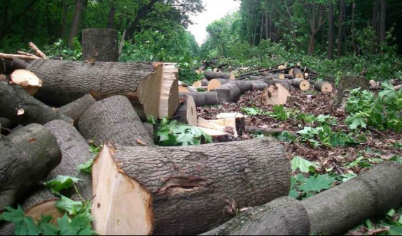 19 միլիոն դրամի վնաս՝ անտառապահի անփութության հետևանքով. Թումանյանի իրավապահների բացահայտումը (տեսանյութ)