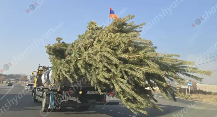 Պարեկները պարզել են հսկայական եղևնիների տեղափոխման իսկությունը