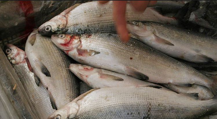 Դեկտեմբերի 20-ից մինչև 2022-ի հունվարի 15-ը Սևանում դադարեցվում է արդյունագործական ձկնորսությունը