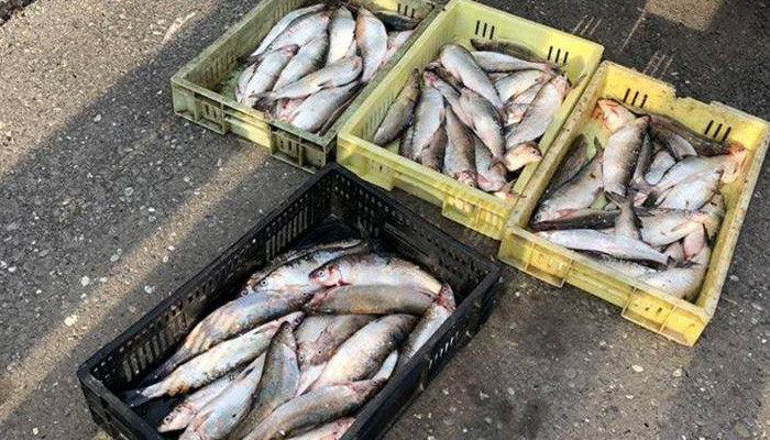 Սևանա լճից դուրս է բերվել 38 ձկնորսական ցանց. 100 հատ ձուկ կենդանի վիճակում վերադարձվել է լիճ